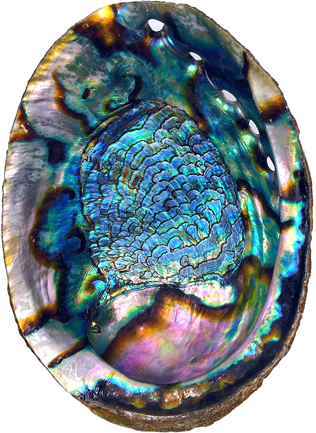 Abalone Shell
