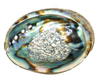 Abalone Shell