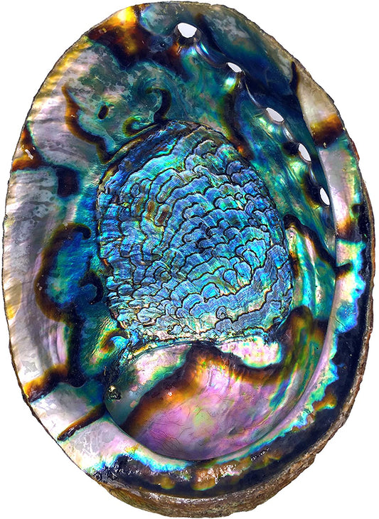 Abalone Shell